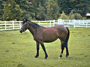 Vermont horse farms, Morgan Horse information, VT horse trails