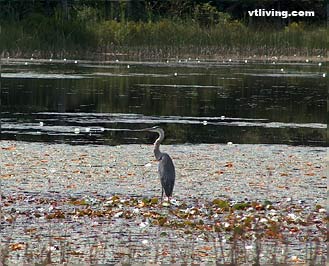 Heron at pond in Upper Valley Vermont