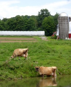 Content Vermont cows at  Four Corner Farm, Bradford, VT