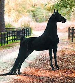 THREE WISHES, a special Morgan sires talented, upheaded, beautiful foals Standing at: Cheri Barber Stables, 9200 N.W. 125 St., Reddick, FL 32686