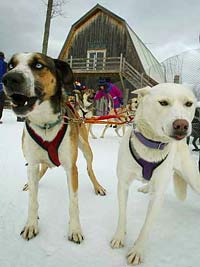 Dog Sledding