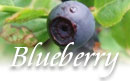 VTblueberry2