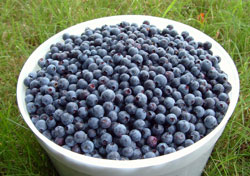 VTblueberry3