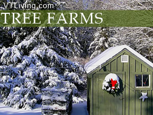 pick your own Christmas tree at Vermont's xmas tree farms