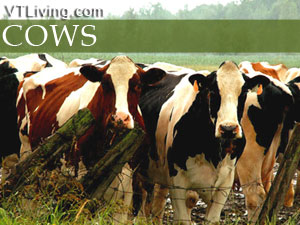vermont cattle breeds