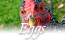 Vermont egg farms