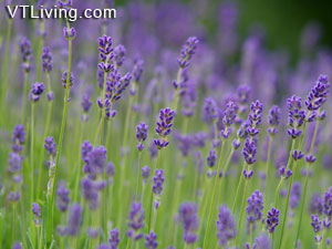 indoor herbs herb gardening vermont herb garden