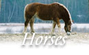 vermont equestrian vacations horseback riding stables