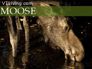 Moose, imagine Moose, Moose pe liber,