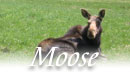 Vermont moose, Moose, VT Wildlife
