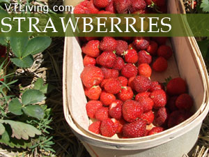 Vermont strawberry farms, pick your own vt strawberries