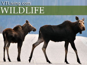 Vermont wildlife,waterfowl,bear,moose,turkey,VT wild animals