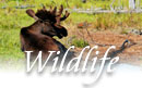 Vermont wildlife,moose,grouse,turkey,deer,black bear