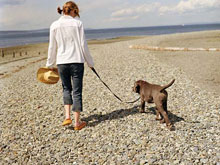 traveling with pets, Pet Friendly Travel