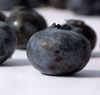 Vermont Blueberry Picking