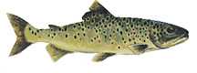 brown trout