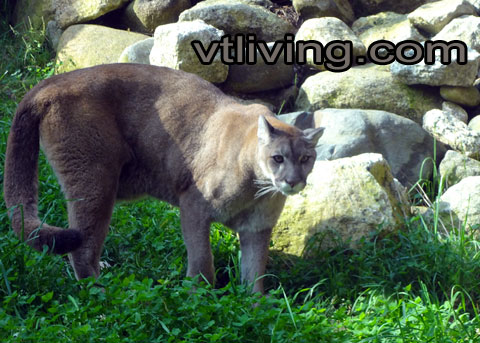 Vermont Catamount, Eastern Mountain Lion