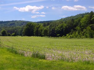 cornfield-earlysummer-ascutney-resort