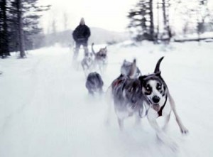 dog sledding mushers Vermont dog sled races