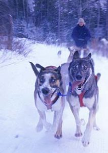 Vermont Dog sledding vacations