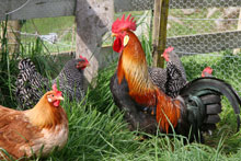 Local Eggs, Vermont Eggs