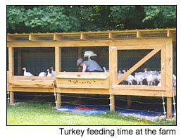 Free Range Turkeys, Fresh Turkey