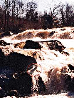 jumping fish spring rainbow salmon run in Vermont