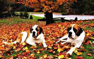 Saint Bernards, History of Saint Bernards