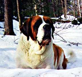 Saint Bernards, Saint Bernard's, St.Bernards, Saint Bernard Dogs, History of Saint Bernard dogs