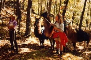 traveling vermont with llamas