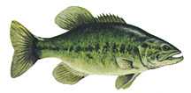 bass, largemouth bass, largemouth