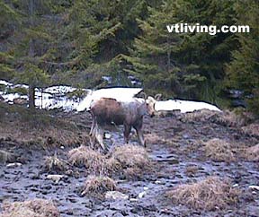 Moose photos, moose photos, Newengland Moose,