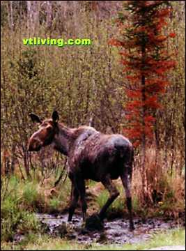 Nulhegan Moose