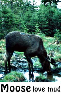 moose in the mud: moose photo