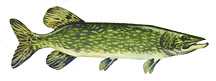 pike, northern pike