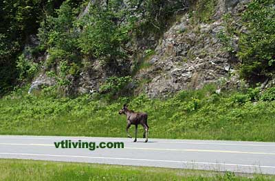 Vermont Moose on Highway