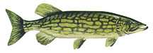 pickerel fish