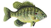 pumpkinseed, sunfish, panfish, sunnies