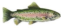 rainbow trout, rainbow, trout