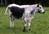 Vermont Cattle Breed