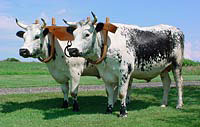 Vermont Randall Lineback Breed of Cattle, Vermont Cows
