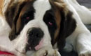 Saint Bernard dog breed