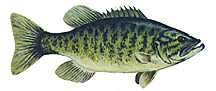 smallmouth bass, bass