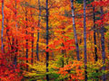 southern vermont foliage