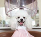 pet salons