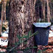 Vermont Maple Producers, Maple Sugaring Bucket