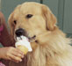 pet ice cream