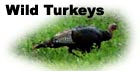 VT Wild Turkeys