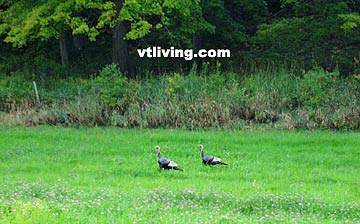 Vermont Wild Turkey