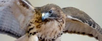 Vermont Institute of Natural Science Raptor Rescue Science Center Woodstock Vermont attraction